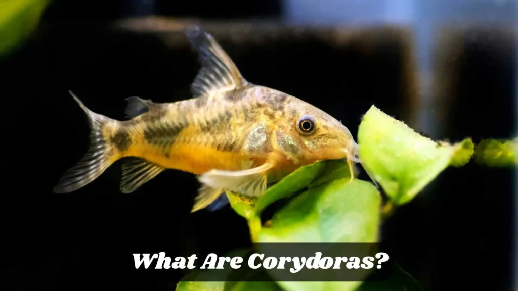 What Are Corydoras?