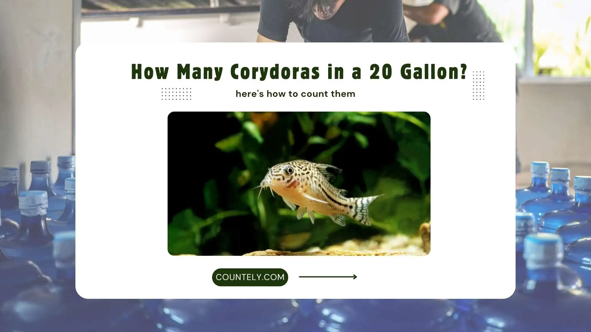 🐟 How Many Corydoras in a 20 Gallon? | Expert Guide for Beginners