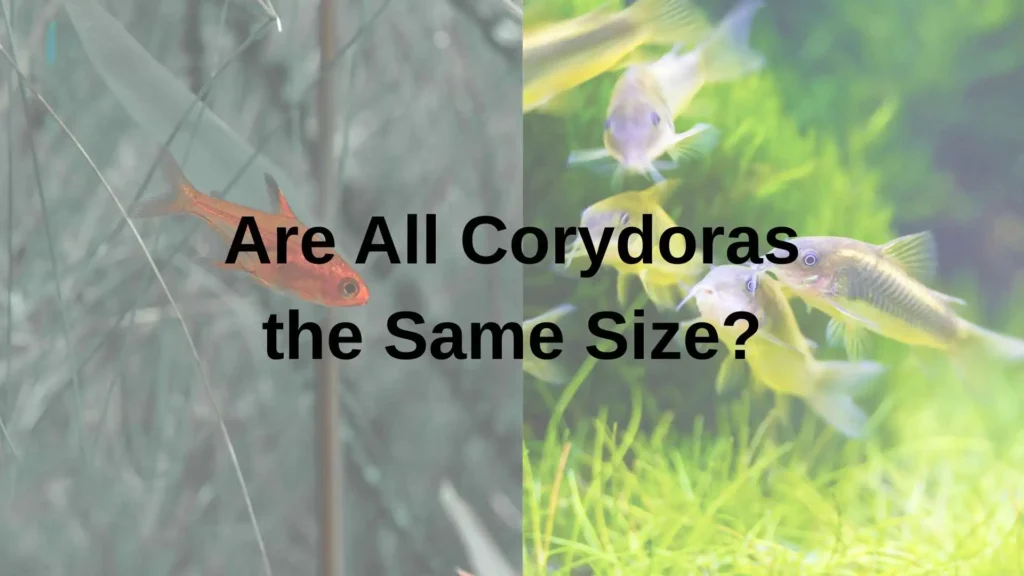 Are All Corydoras the Same Size?