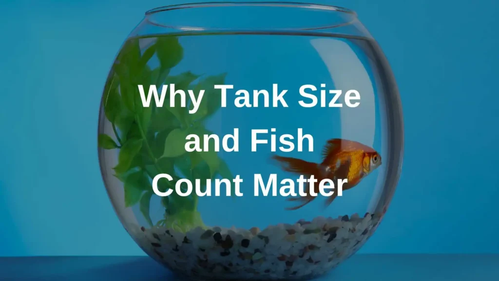 How Many Corydoras in a 20 Gallon?